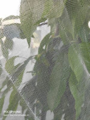 6m breit, laufender Meter Insektenschutznetz / Kulturschutznetz 0,8 x 0,8 mm Maschenweite, – Bild 3